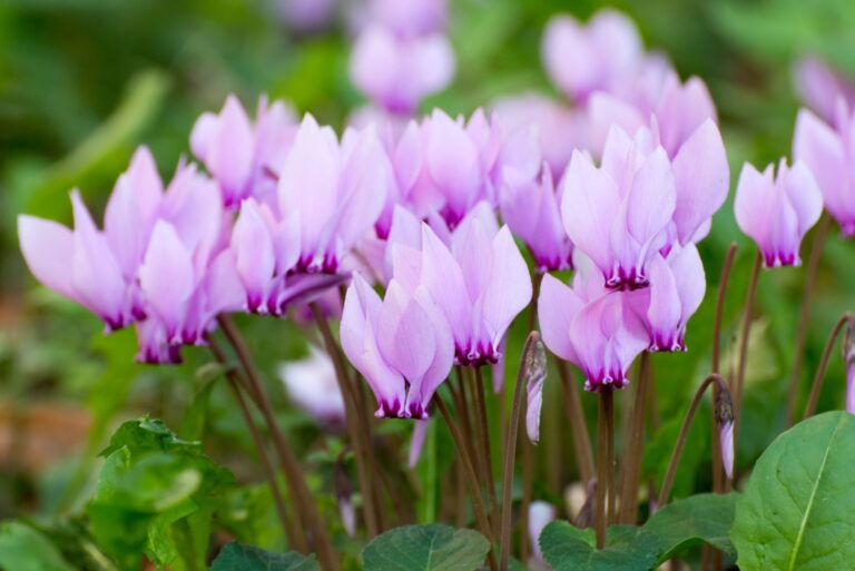 cyclamens woods autumn flowers