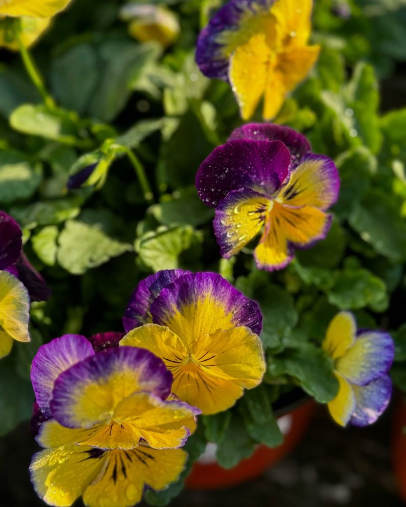 Winter Pansies