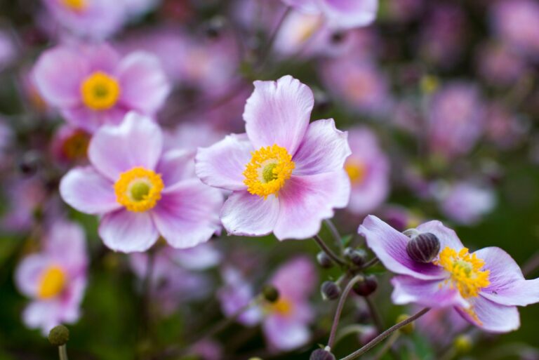 Japanese anemone