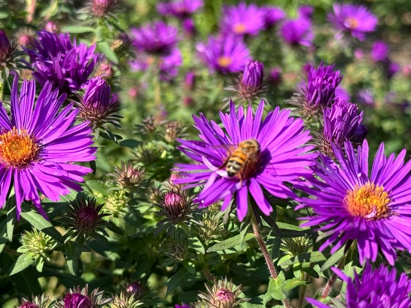 Asters Creating Purple Clouds