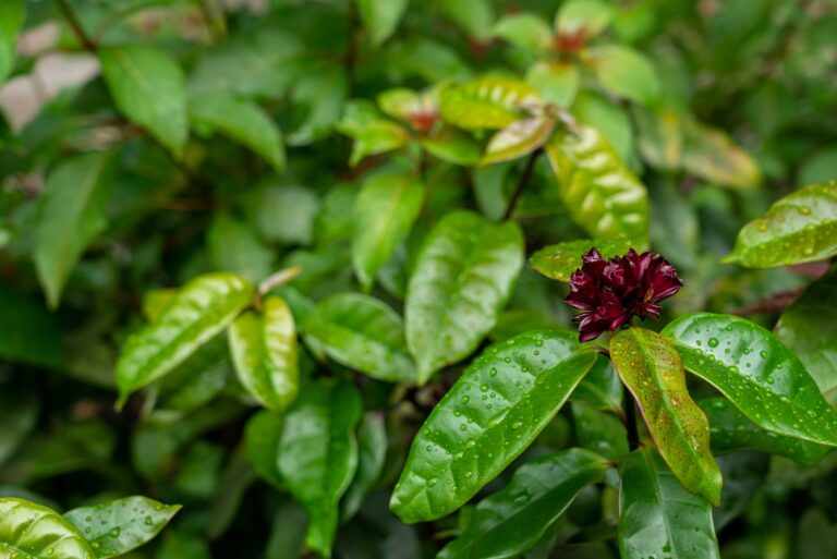 carolina allspice plant flower