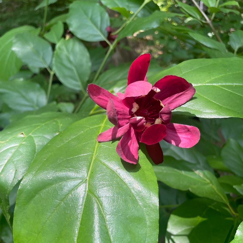 Carolina Allspice (Calycanthus floridus)