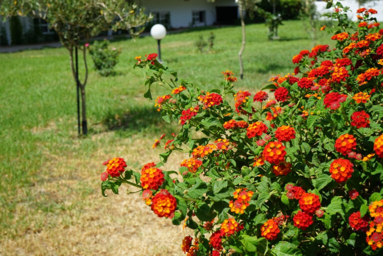 lantana (featured image)