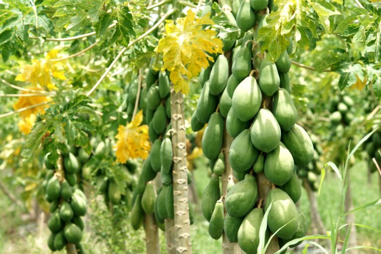 papaya tree fruits