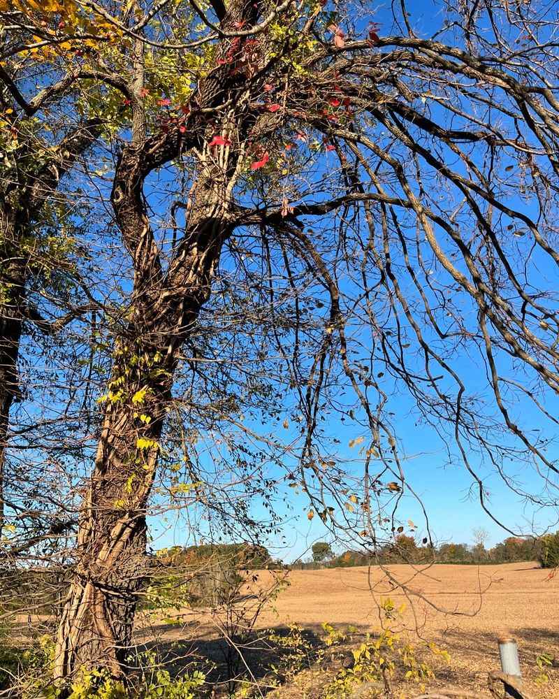 Mango Trees Wilt Under Tennessee Weather
