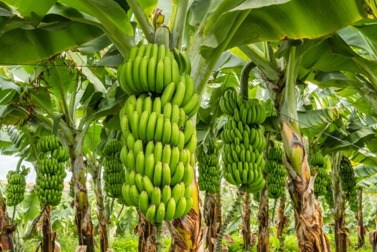 banana tree (featured image)