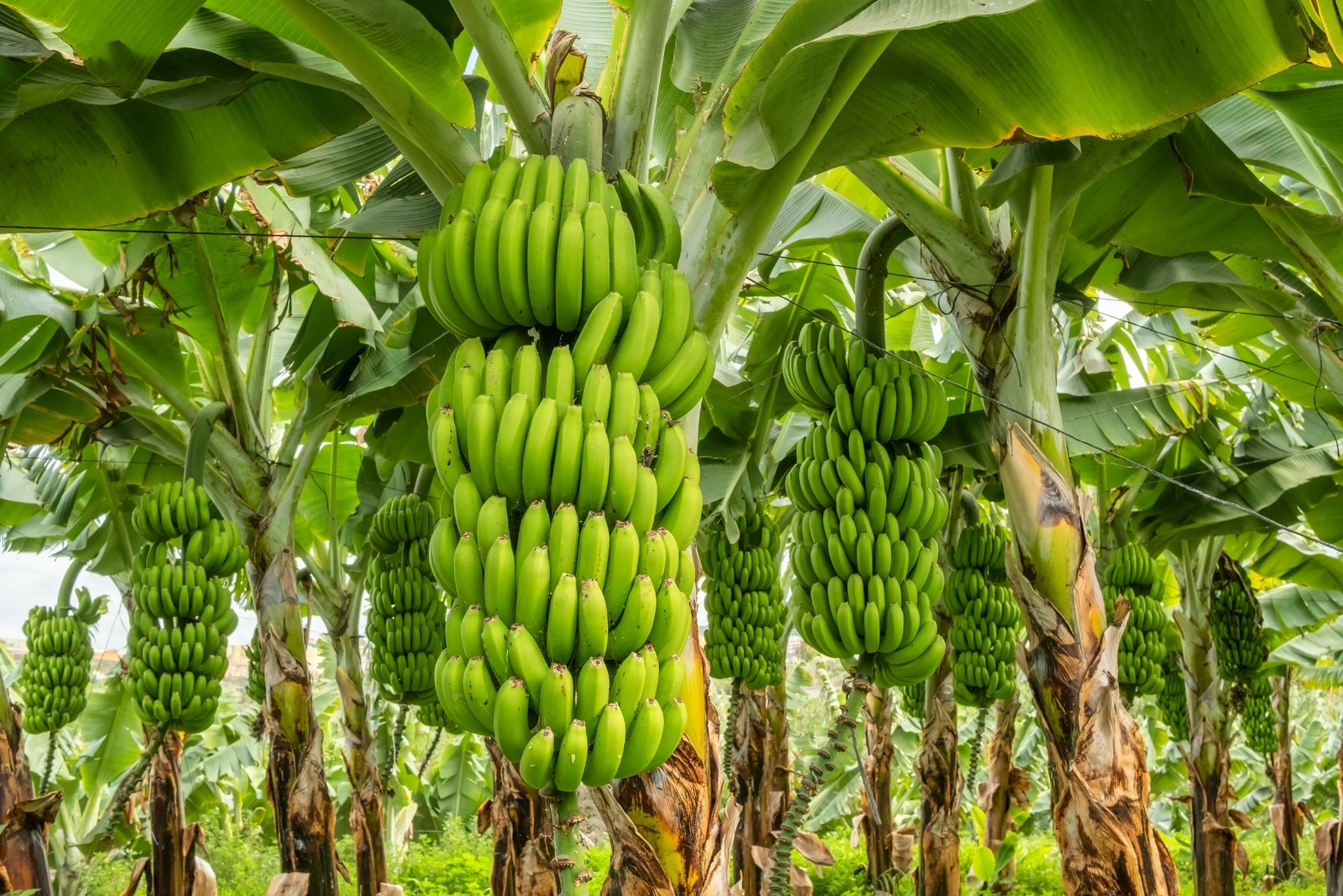11 Fruit Trees You Should Avoid Planting In Missouri