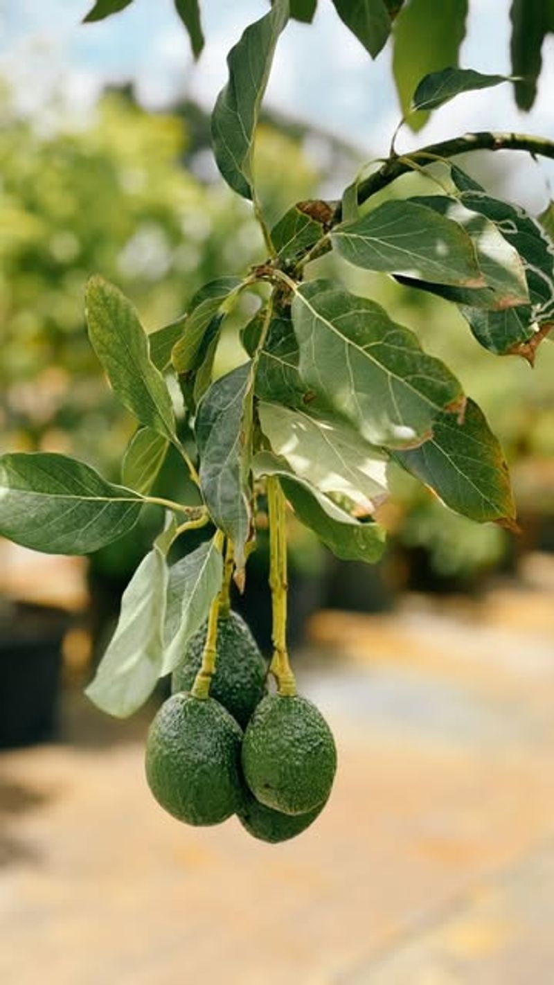 Avocado