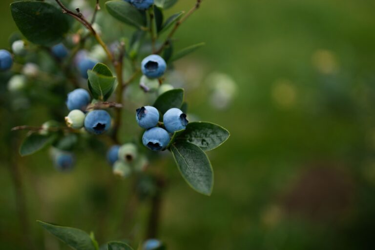 Blueberries ripen in garden