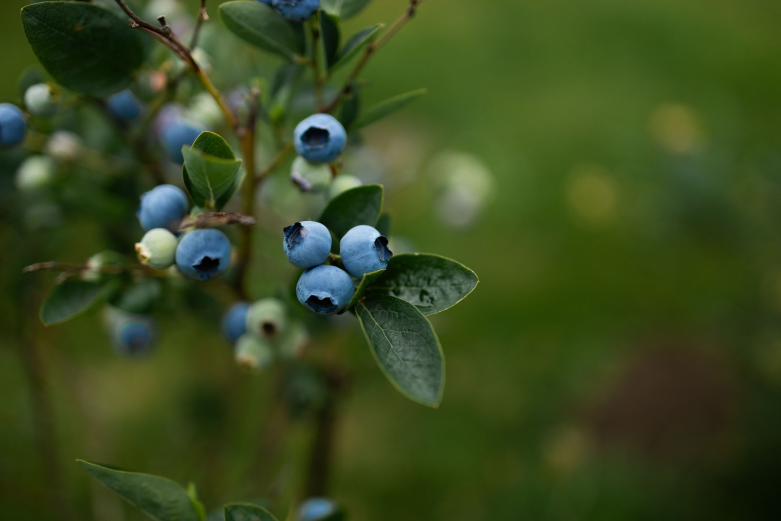 11 Fruits You Can Plant From Seed In Ohio This September