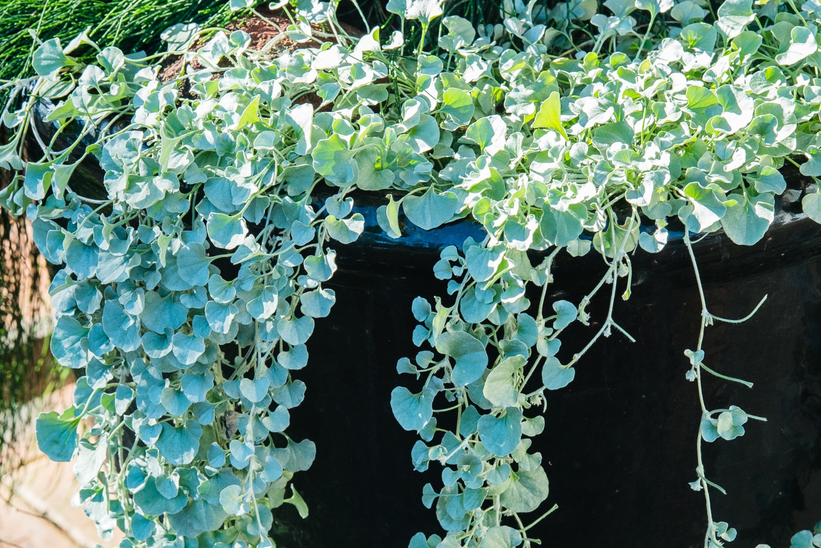 11 Ground Cover Plants That Thrive In Containers In Florida