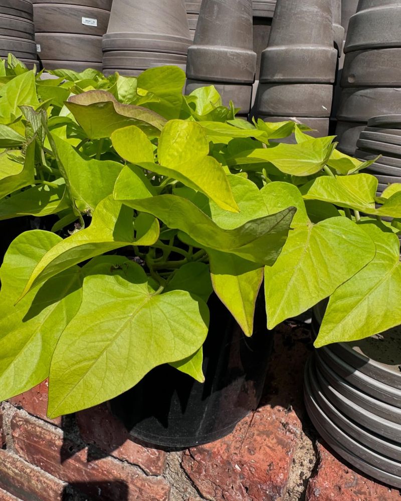 Sweet Potato Vine