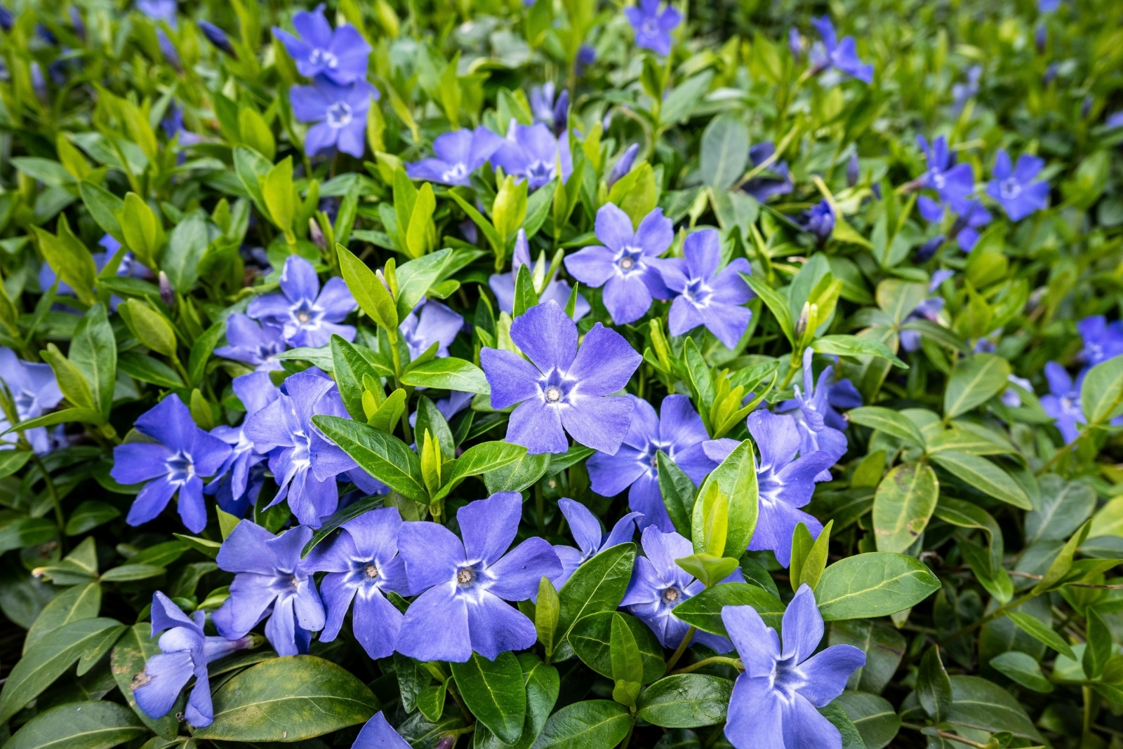 11 Ground Covers That Thrive Around Tree Roots In Florida