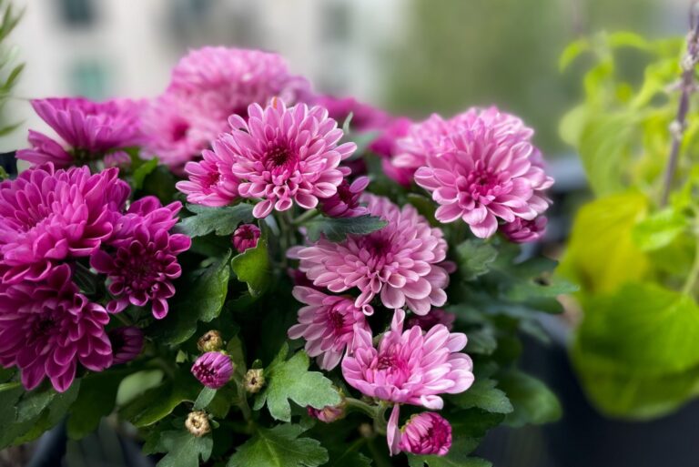 pink Chrysanthemum balcony garden