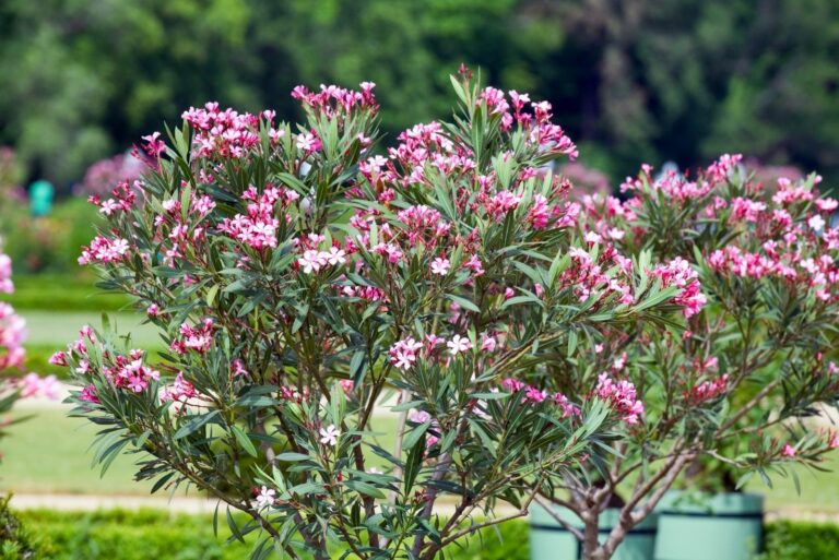 Oleander