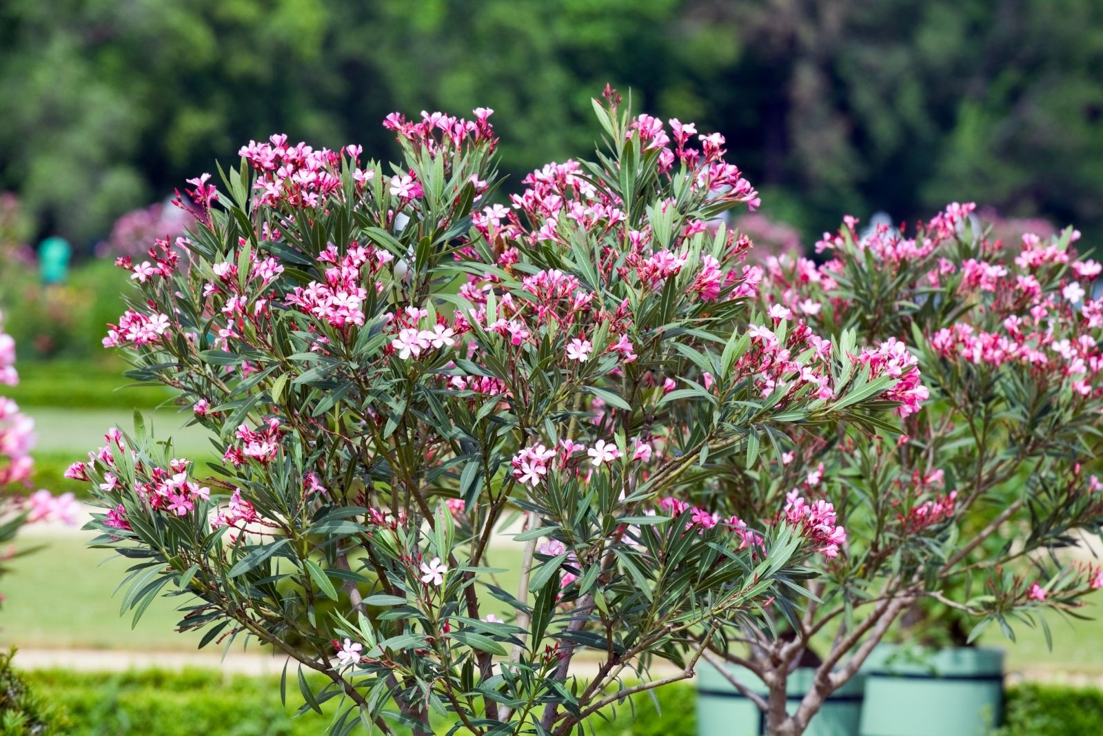 11 Highly Poisonous Plants That Could Be Hiding In Your Backyard In Texas
