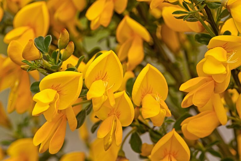 scotch broom flower