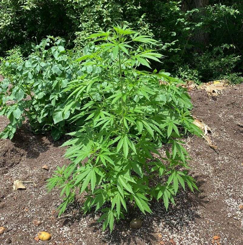 Cannabis (Marijuana)