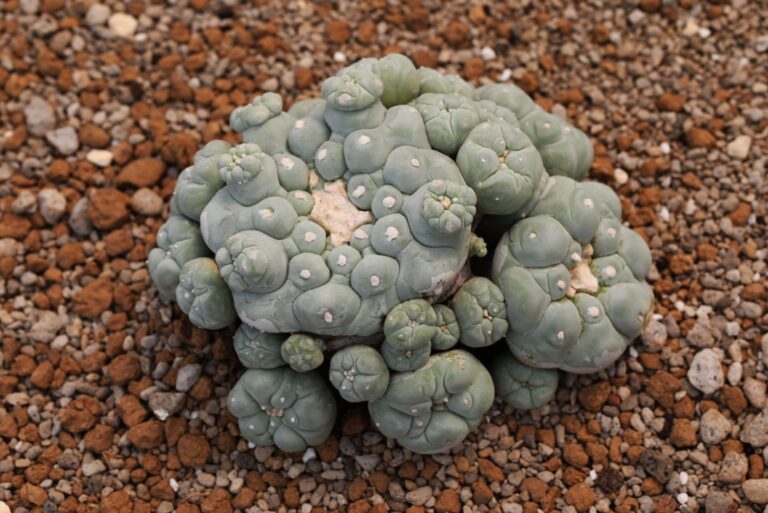 Large clump of peyote cactus