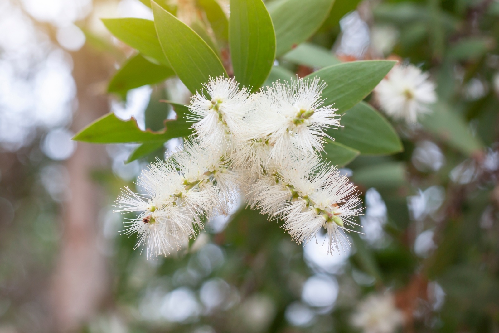 11 Invasive Plants You’re Not Allowed To Sell In Florida And Other States