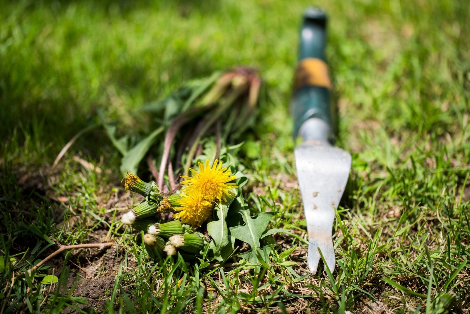 11 Late Summer Lawn Mistakes Ruining Michigan Yards