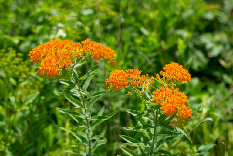 butterfly weed (featured image)