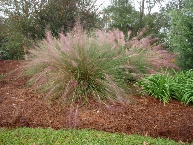 Pink Muhly Grass