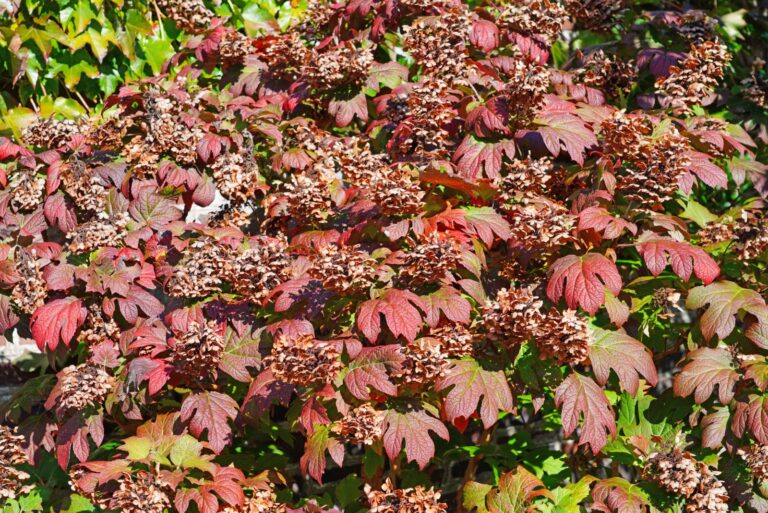 Colorful leaves of oakleaf hydrangea