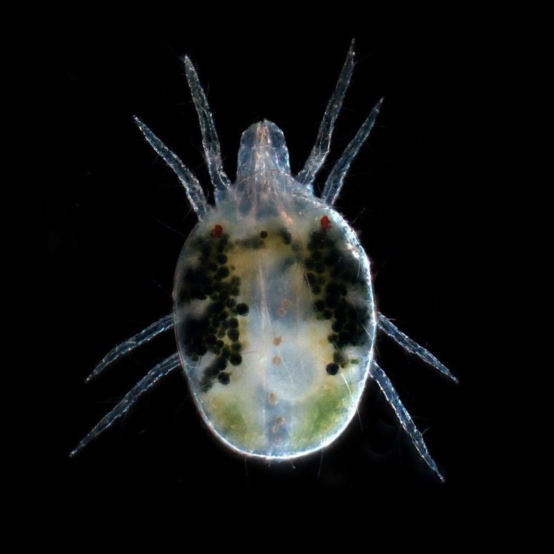 Spider Mites: The Invisible Threat