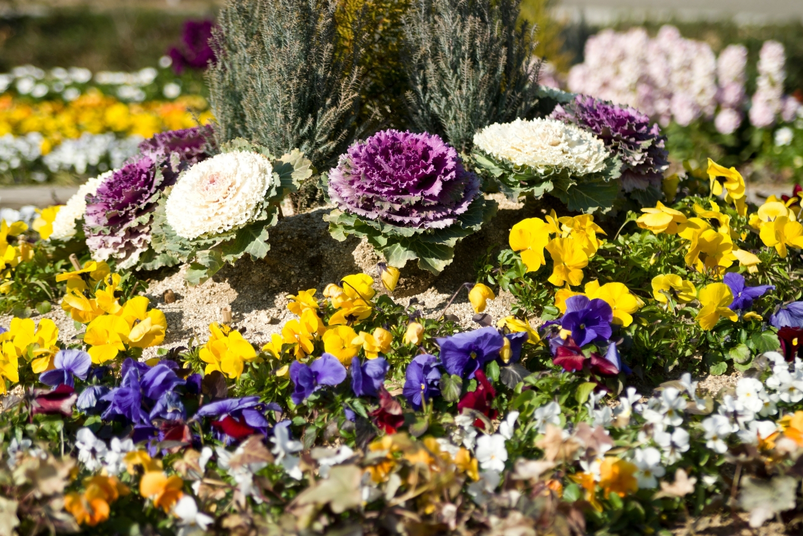 11 Plant Combinations That Work Best For Fall Gardens In Texas