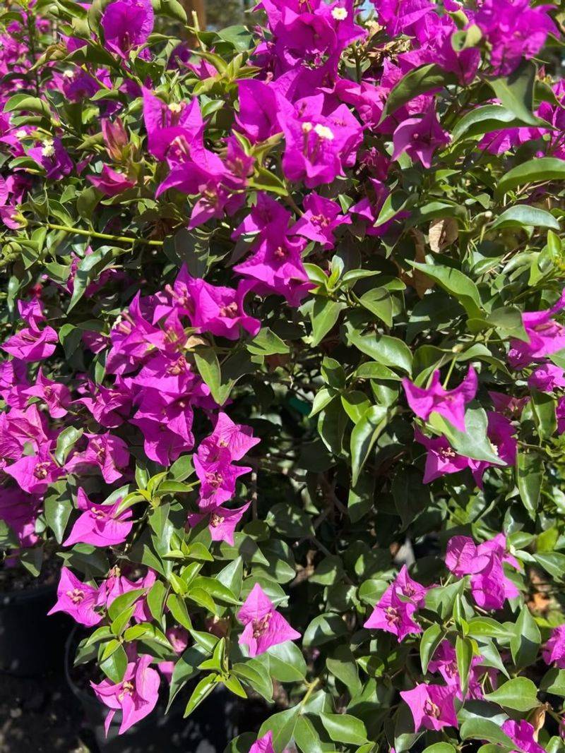 Texas Sage: The Purple Showstopper