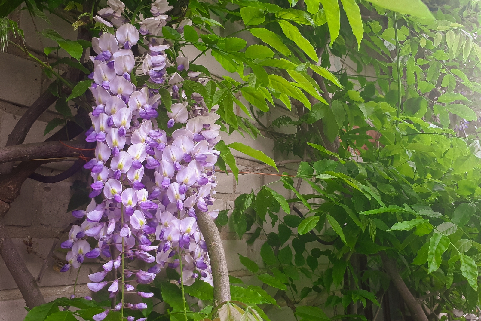 chinese wisteria flower cluster