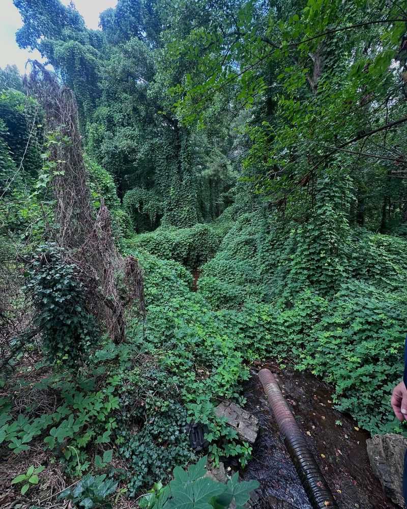 Kudzu: The Vine That Ate The South