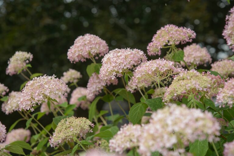 hydrangea like blossoms on a dark background