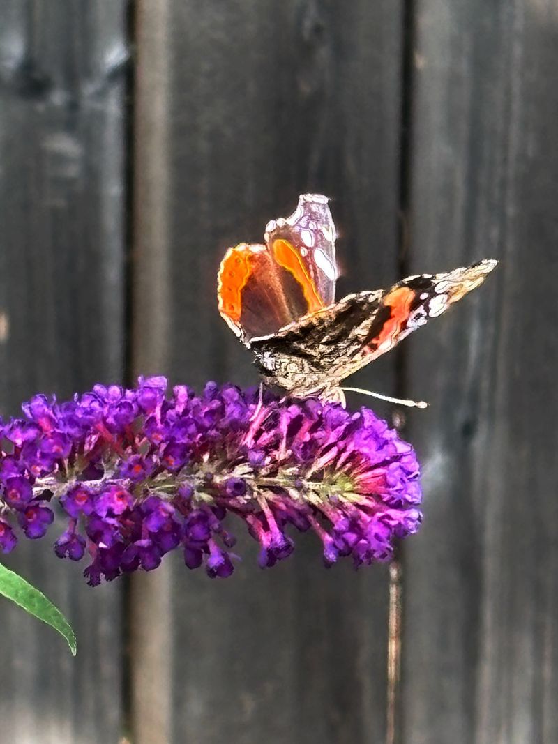 Butterfly Bush Gone Wild