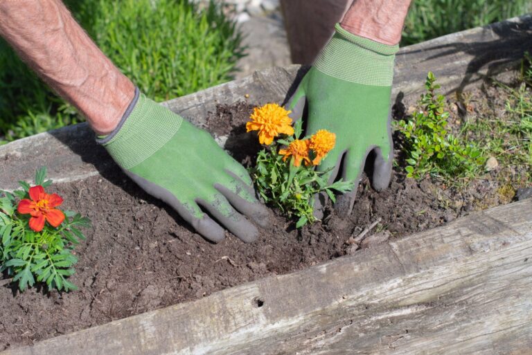 gardener plants marigolds in the soil