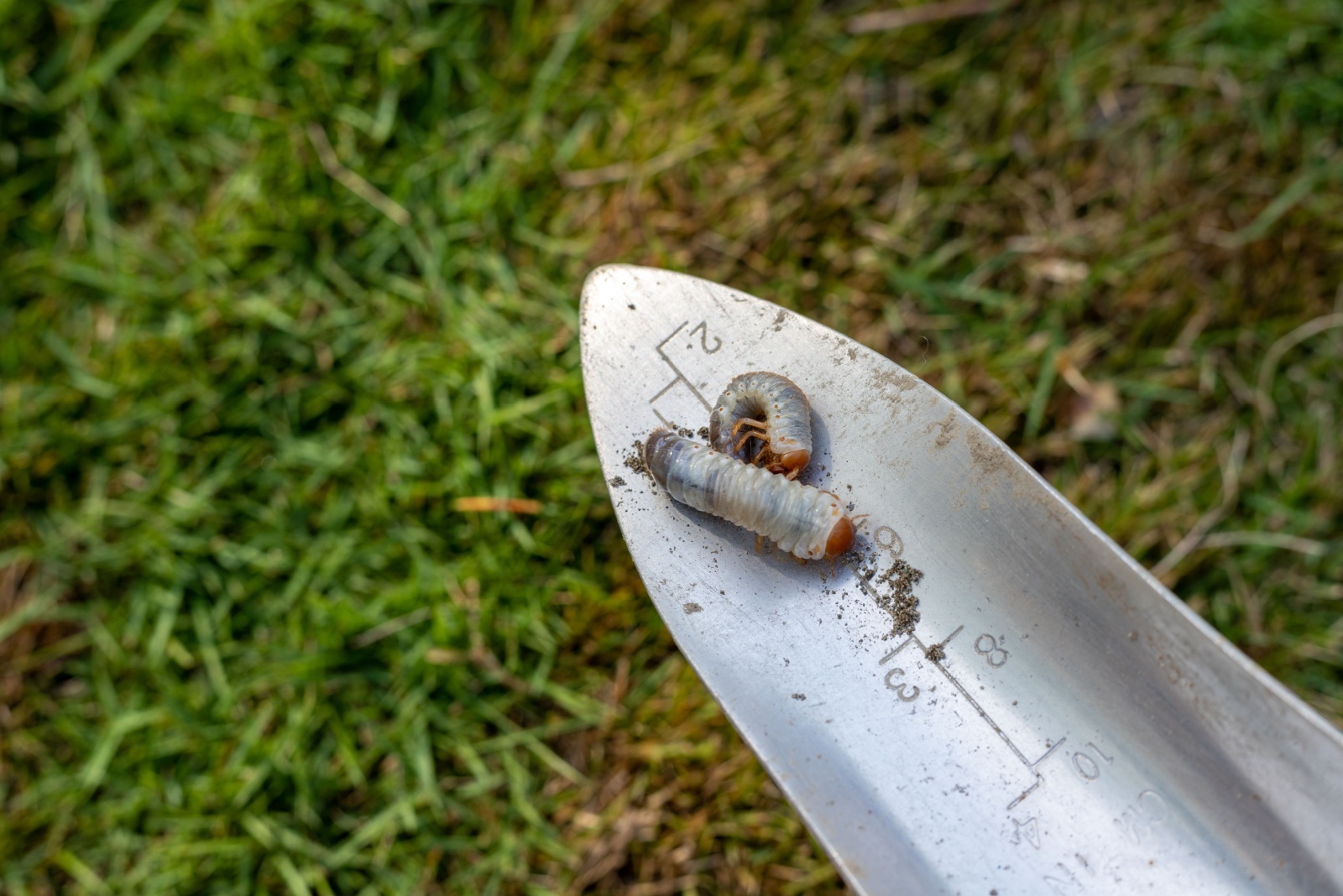 grub on a garden shovel