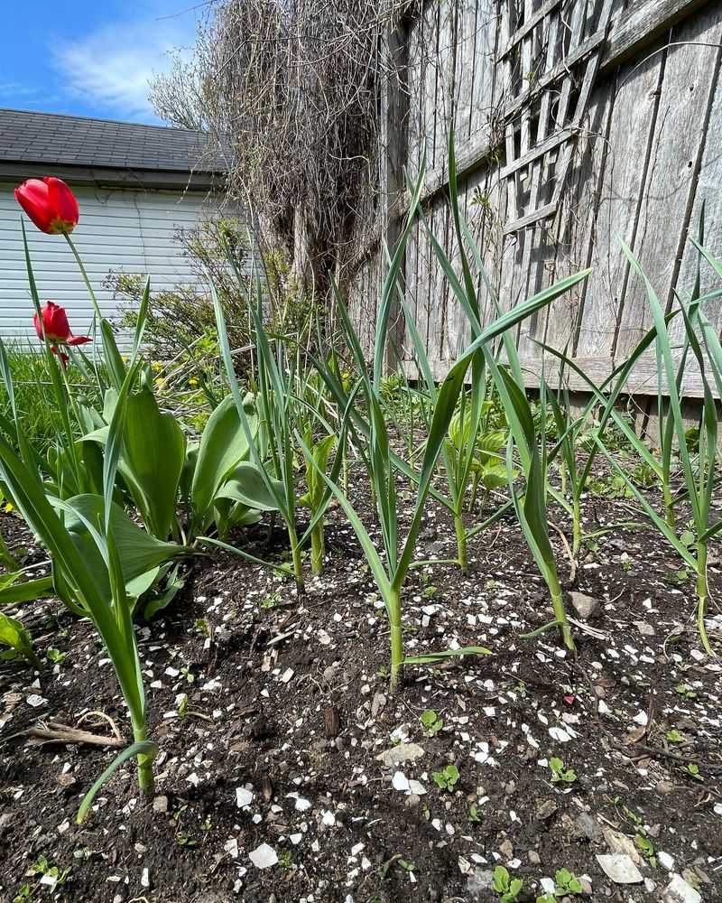 Garlic: The Potent Protector