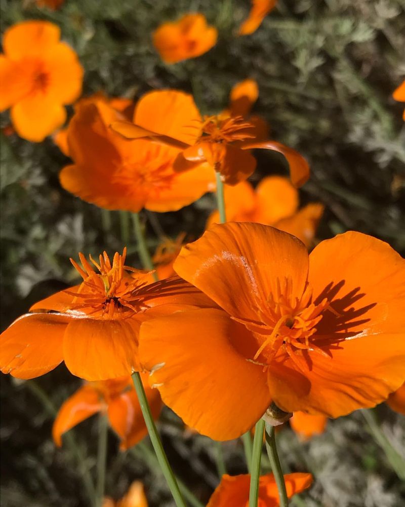 California Poppy