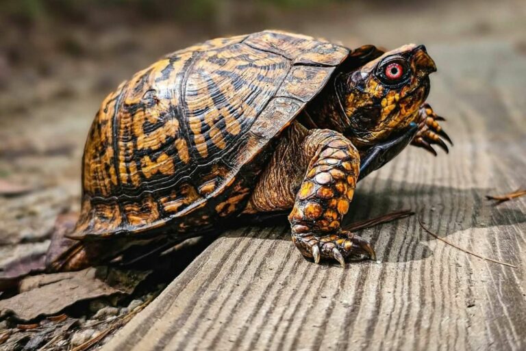 Eastern Box Turtle in Forested Path