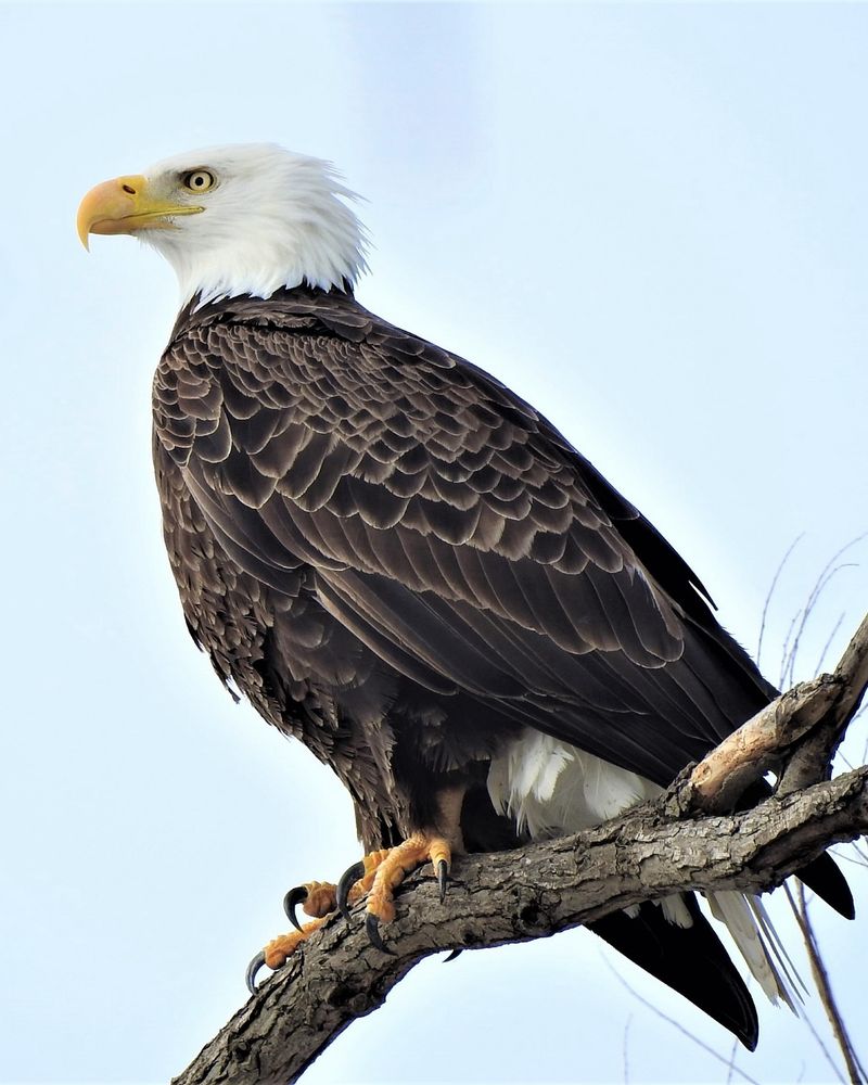 Bald Eagles Making A Comeback