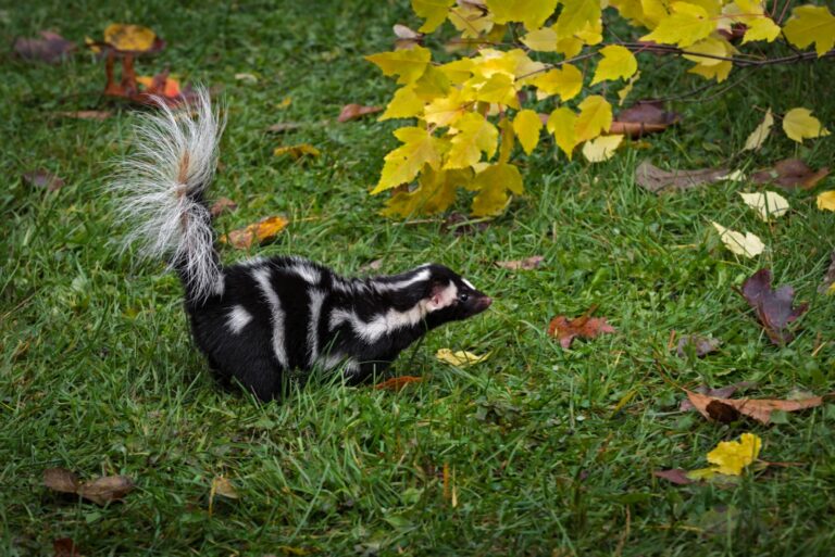 spotted skunk