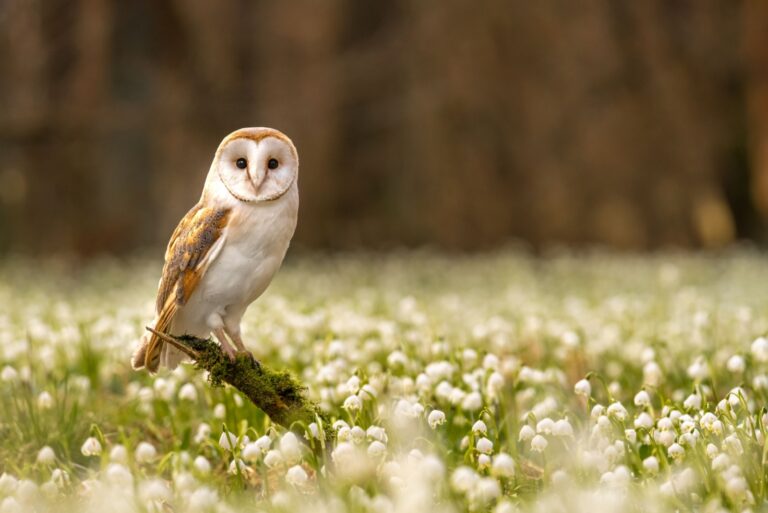 barn owl