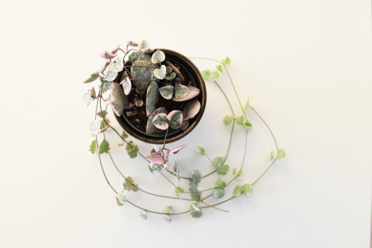 Variegated string of hearts houseplant