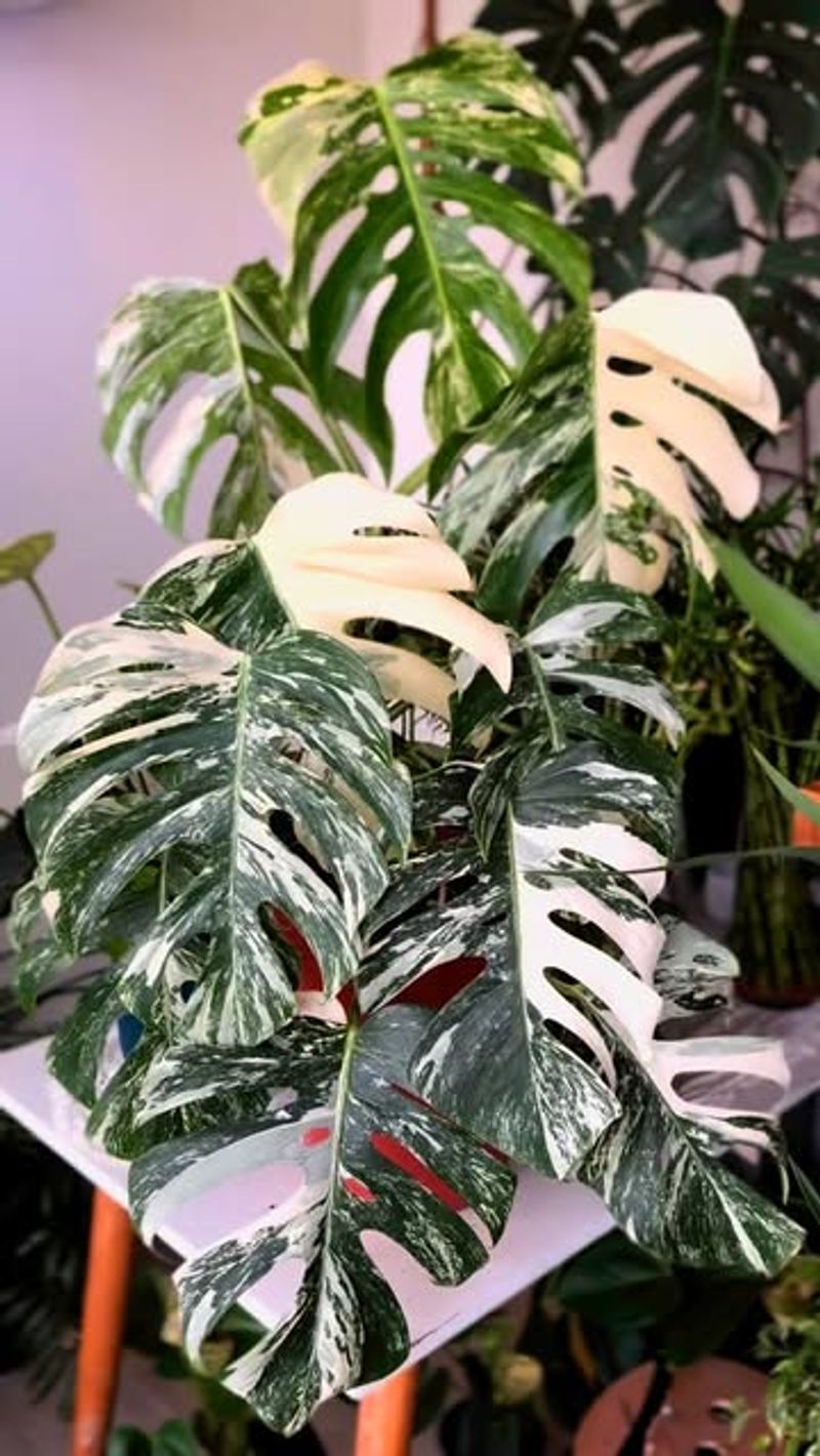 Variegated Monstera Deliciosa: The Swiss Cheese Plant With A Golden Touch