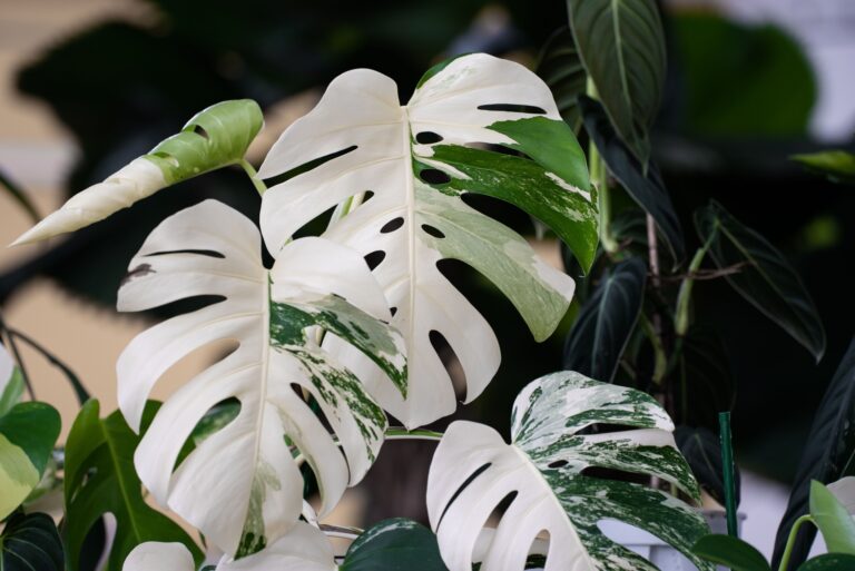 monstera albo variegata