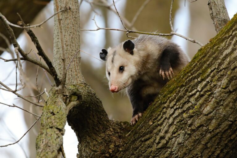 possum on a tree