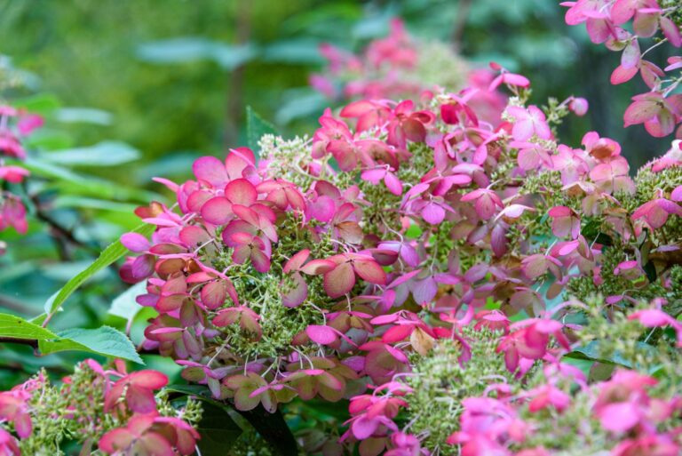 oakleaf hydrangea fall color