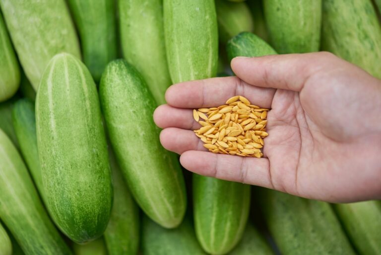 Cucumber seeds in hand