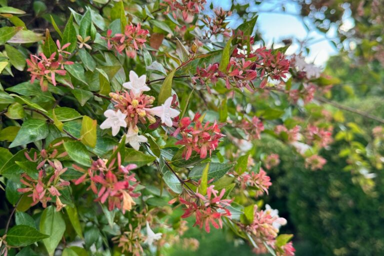 glossy abelia in bloom